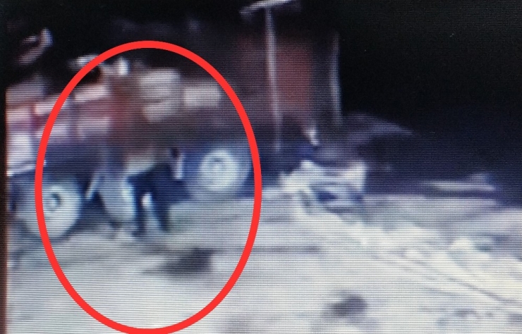 Üzerine Kamyondan Tomruk Düşen Şoför Hayatını Kaybetti