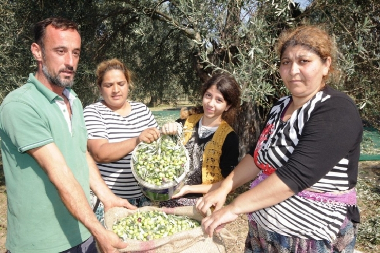 Ayvalık Ziraat Odası Başkanı Baysal, “Bu Sezon Zeytin, Üreticinin Yüzünü Güldürecek”