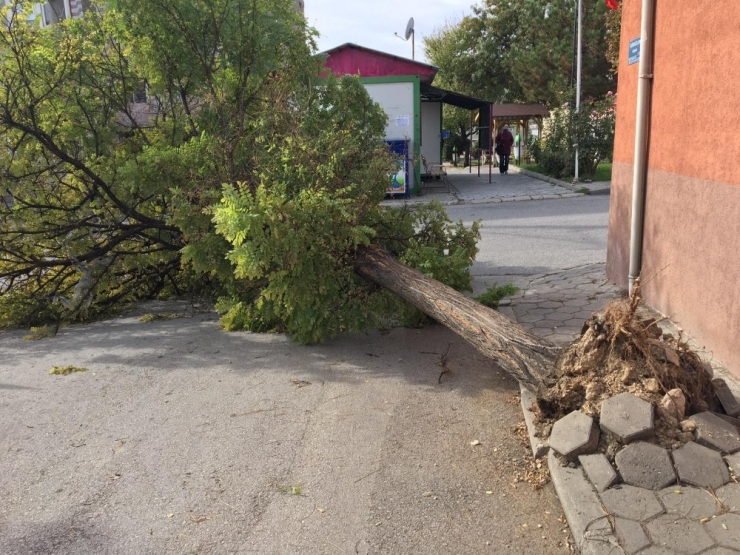 Ağacın Altında Kalmaktan Saniyelerle Kurtuldu