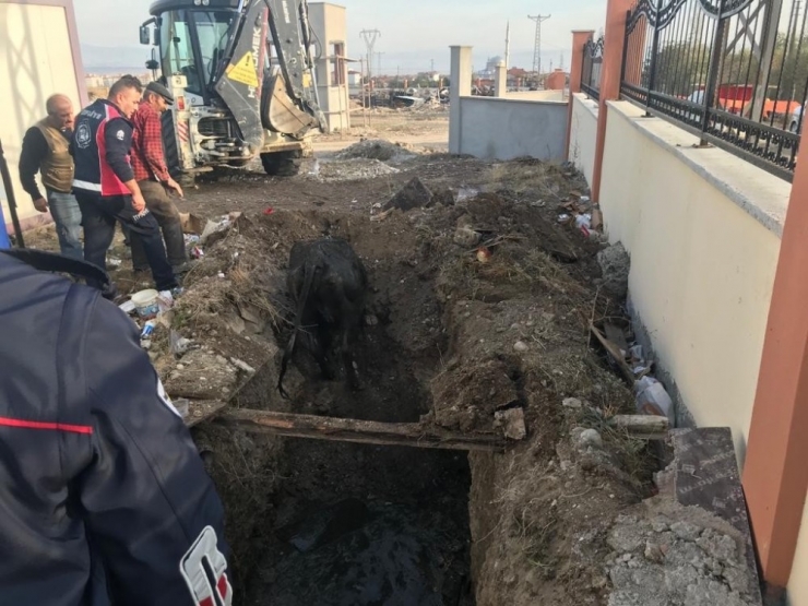 Rögar Kuyusuna Düşen İneği İtfaiye Ekipleri Kurtardı