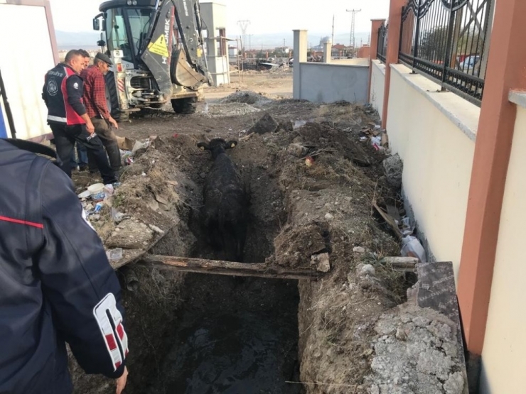 Rögar Kuyusuna Düşen İneği İtfaiye Ekipleri Kurtardı