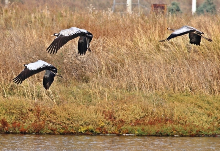 Nesli Tehlikede Olan Turnalar Hersek Lagünü’nde