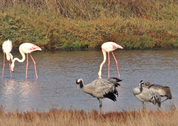 Nesli Tehlikede Olan Turnalar Hersek Lagünü’nde