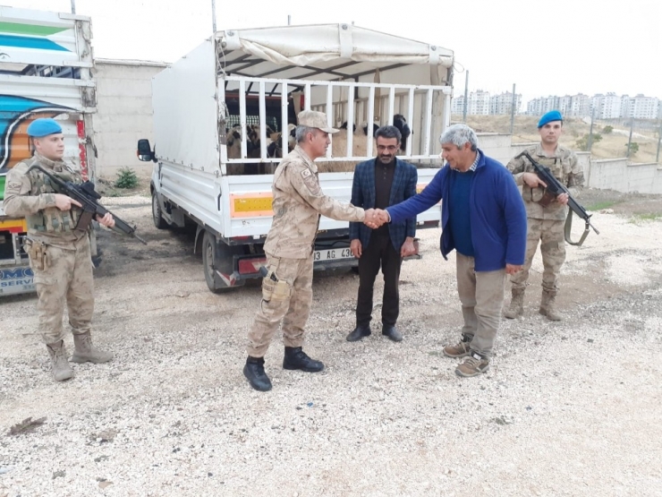 Hayvanları Almak İçin Geldiler, Çalıp Kaçtılar