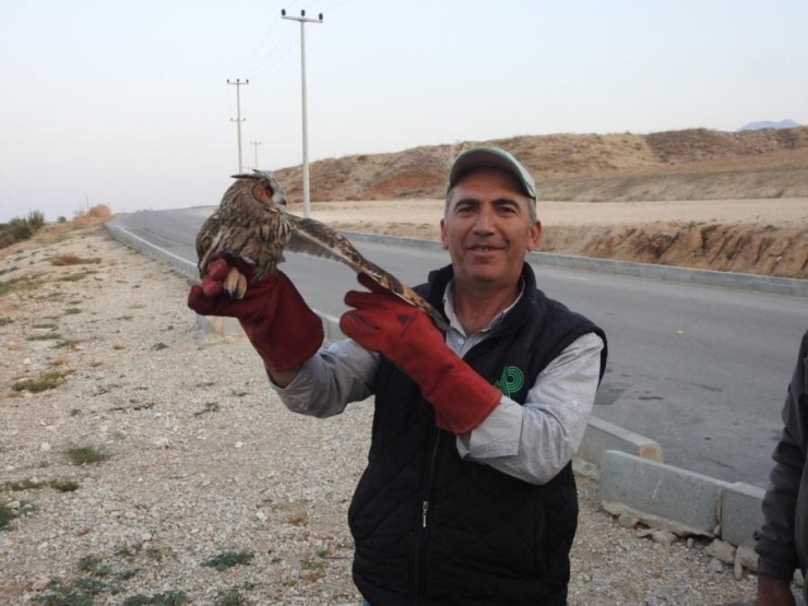 Yaralı Halde Bulunan Kulaklı Orman Baykuşu Tedavi Altına Alındı