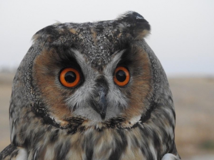 Yaralı Halde Bulunan Kulaklı Orman Baykuşu Tedavi Altına Alındı
