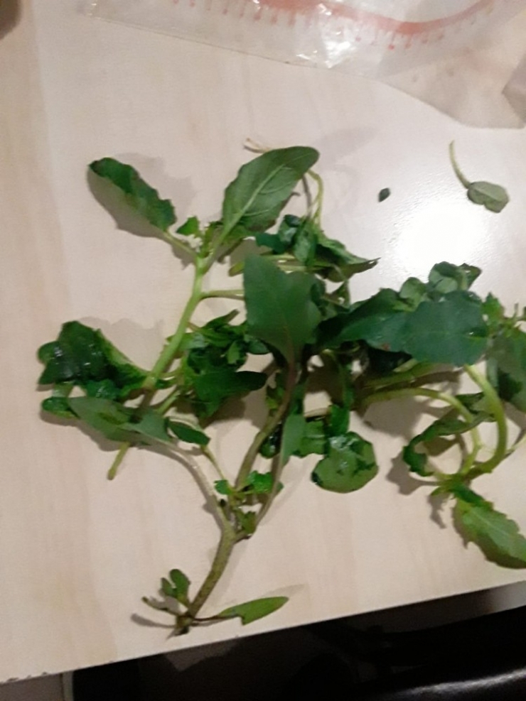 Ispanak Zehirlenmelerine Araya Karışan Otlar Sebep Oldu