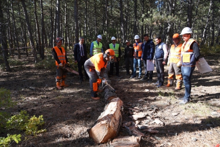 Ormancılık İş Koluna Mesleki Yeterlilik Belgesi Şartı Getirildi