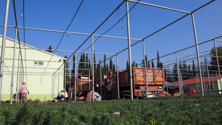 2023 Noktada, 11 Milyon Fidanla Geleceğe Nefes