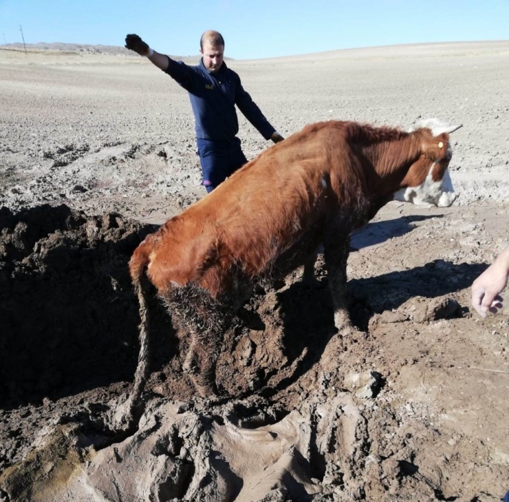 Özalp’ta İnek Kurtarma Operasyonu