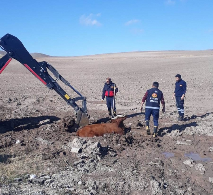 Özalp’ta İnek Kurtarma Operasyonu