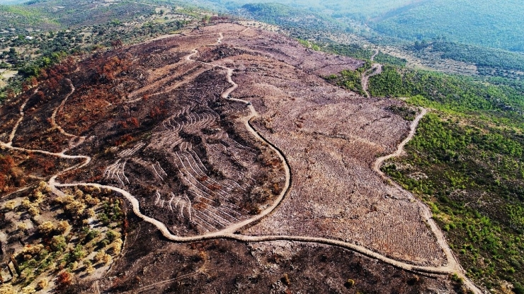 Muğla 200 Bin Fidana Hazır