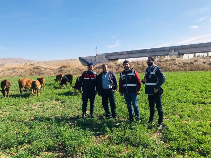Kaybolan 8 Büyükbaş Hayvan İçin Polis Ve Jandarma Seferber Oldu