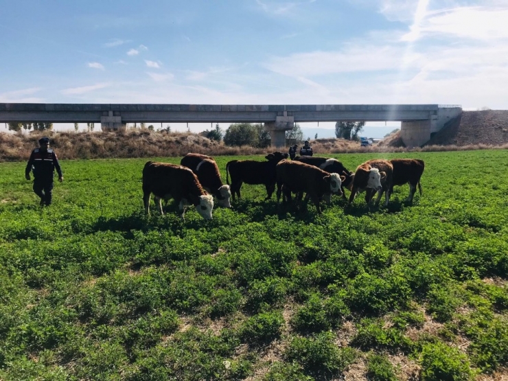 Kaybolan 8 Büyükbaş Hayvan İçin Polis Ve Jandarma Seferber Oldu