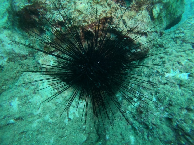 Kızıldeniz’den Gelen Zehirli Deniz Kestanesi Uyarısı