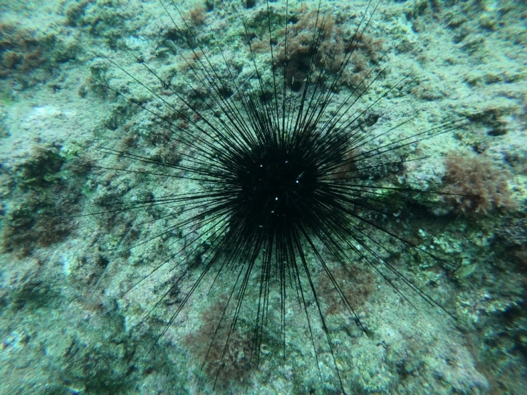 Kızıldeniz’den Gelen Zehirli Deniz Kestanesi Uyarısı