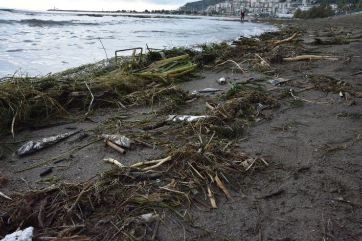 Antalya’da Ölü Balıklar Sahile Vurdu