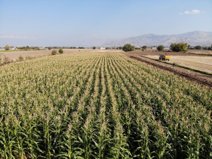 Elazığ’da 16 Bin Dekarda Ekilen İkinci Üründe Bereket