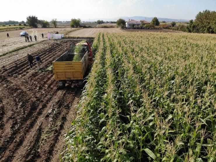 Elazığ’da 16 Bin Dekarda Ekilen İkinci Üründe Bereket