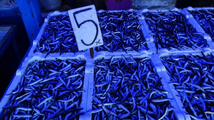 Hamsi Avındaki Bereket İhracat Rakamlarına Yansıdı