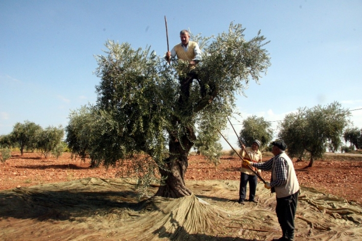 Kilis’te Zeytin Hasadı Erken Başladı