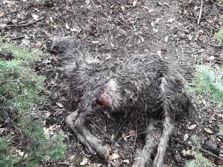 Kurt Saldırısında 7 Küçükbaş Hayvan Telef Oldu