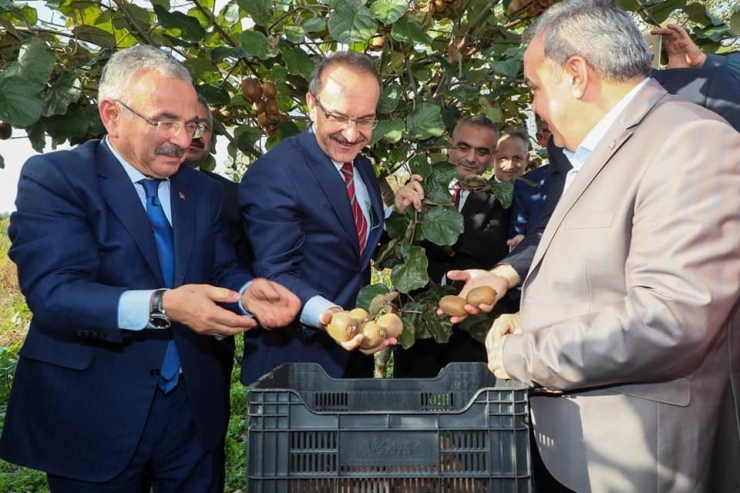 Ordu’da Geleneksel ‘Kivi Hasat Şenliği’