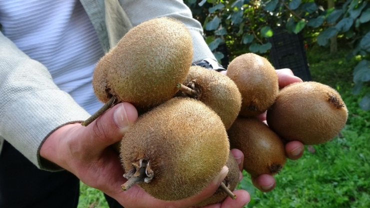 Ordu’da Geleneksel ‘Kivi Hasat Şenliği’