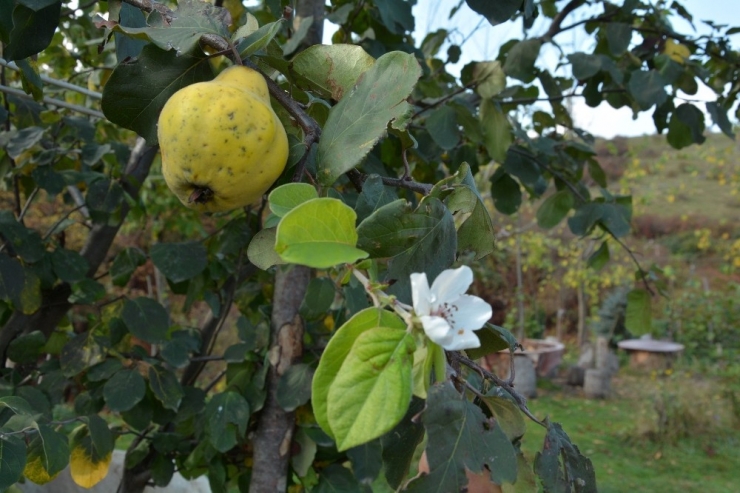 Aynı Dalda Hem Meyve Hem Çiçek