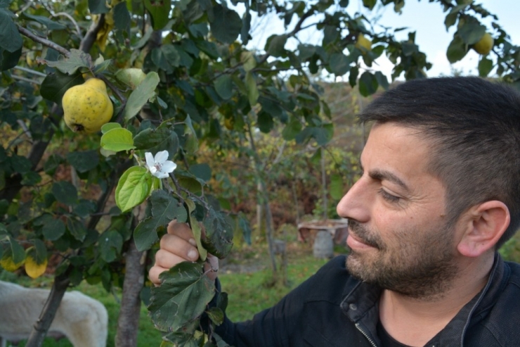 Aynı Dalda Hem Meyve Hem Çiçek