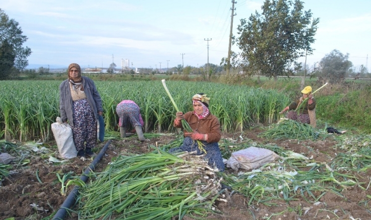 Pırasa Üreticileri Fiyatlardan Memnun Değil