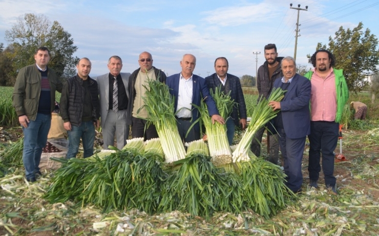 Pırasa Üreticileri Fiyatlardan Memnun Değil