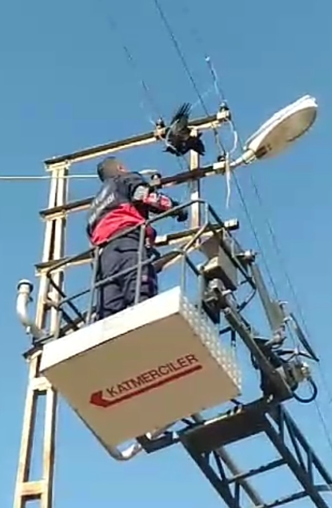 Elektrik Tellerine Takılan Karga’yı İtfaiye Ekipleri Kurtardı