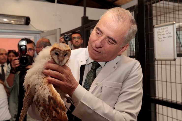 Peçeli Baykuş Özgürlüğüne Uçtu