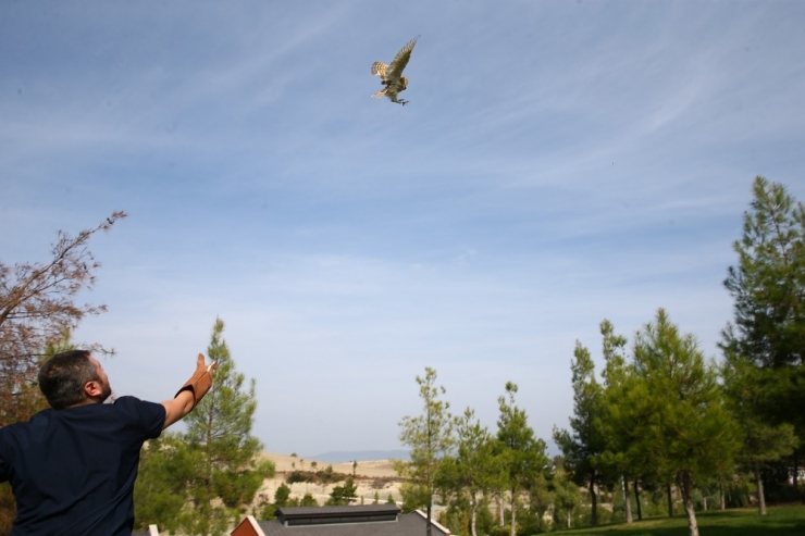 Peçeli Baykuş Özgürlüğüne Uçtu