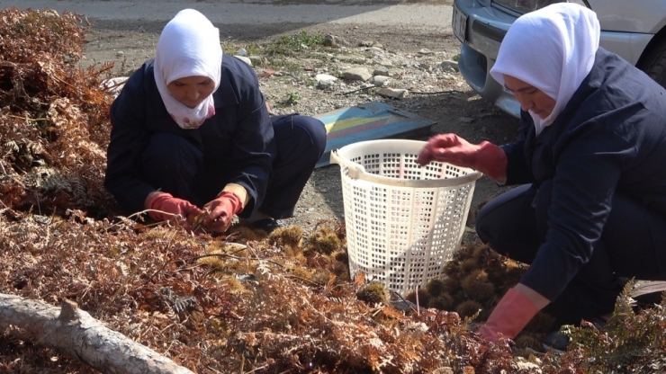 Ortadoğu Ve Arap Ülkelerinin Ağzı ‘Şekercik Kestane’ İle Tatlanıyor