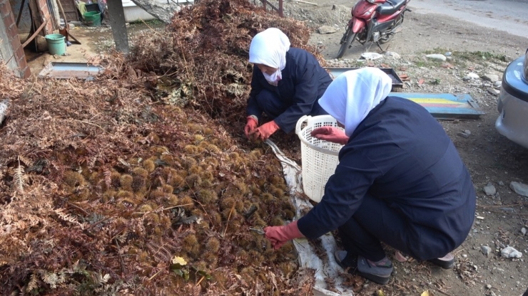 Ortadoğu Ve Arap Ülkelerinin Ağzı ‘Şekercik Kestane’ İle Tatlanıyor