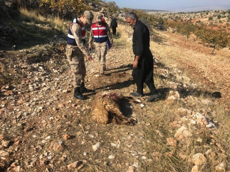 Gaziantep’te Kurt Dehşeti