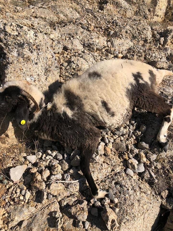 Isparta’da Kurtların Saldırdığı 20 Küçükbaş Hayvan Telef Oldu