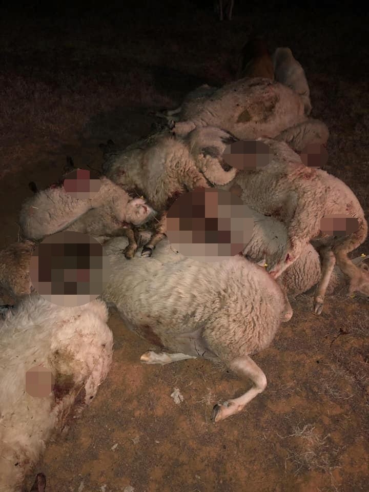 Isparta’da Kurtların Saldırdığı 20 Küçükbaş Hayvan Telef Oldu
