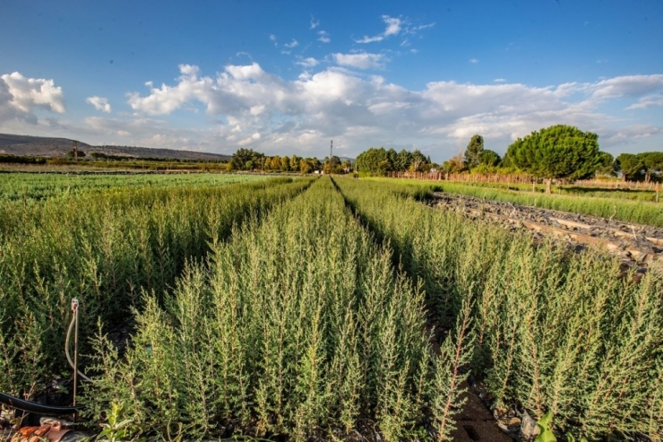 Yüz Binlerce Fidan Büyük Buluşma İçin Hazır