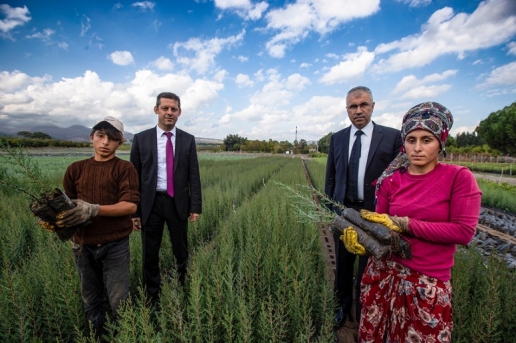 Yüz Binlerce Fidan Büyük Buluşma İçin Hazır