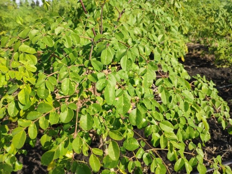 Her Derde Devam "Moringa" Bitkisinin Hasadına Başlandı