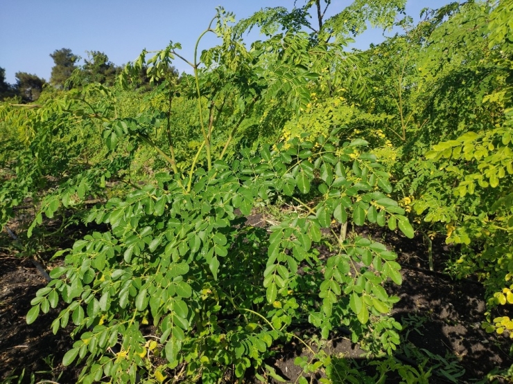 Her Derde Devam "Moringa" Bitkisinin Hasadına Başlandı