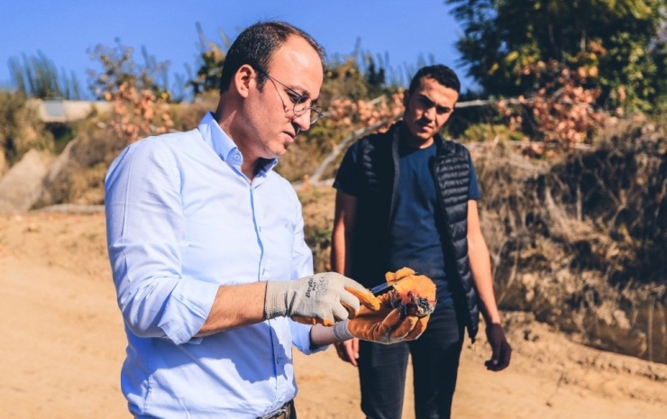 Beyaz Cennet Travertenlerinden Sonra ‘Ayvası’ İle De Dünya Pazarında