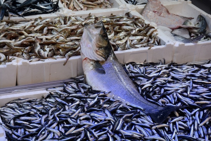 Balıkçıların Ağına 10 Kiloluk Levrek Takıldı