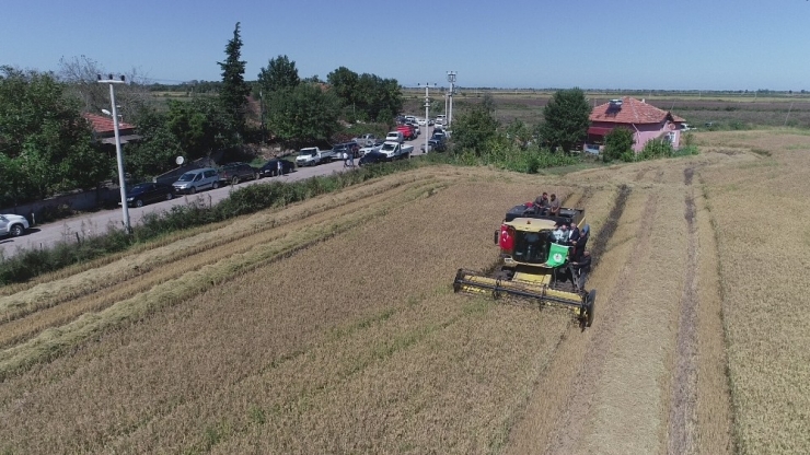 Çeltikte Dane Kaybı Düştü, 2,8 Milyon Tl Kazanç Sağlandı