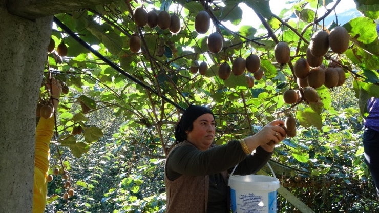Türkiye’nin En Fazla Kivi Üretilen 2. İlinde Hasat Zamanı