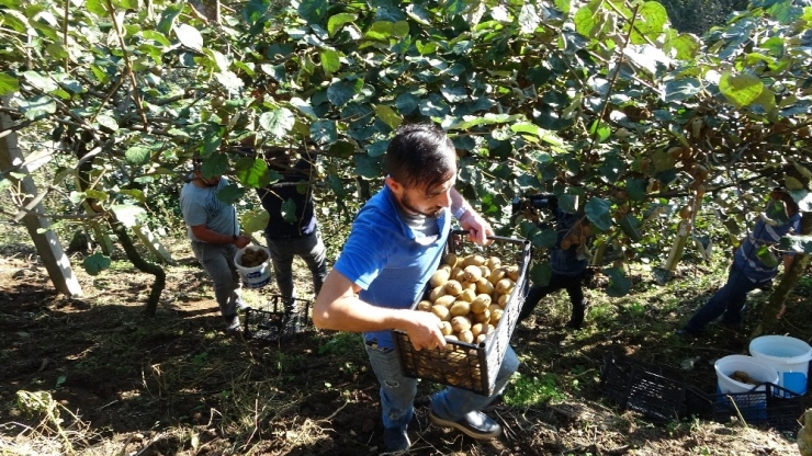 Türkiye’nin En Fazla Kivi Üretilen 2. İlinde Hasat Zamanı