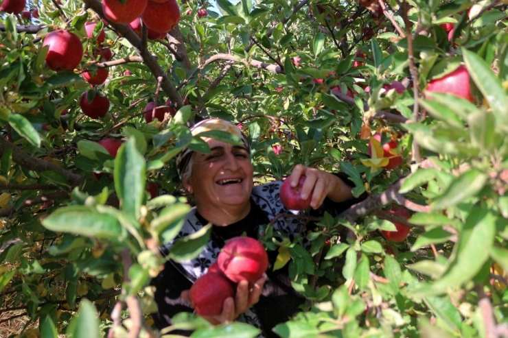 Van’ın Lezzetli Elmaları Kuzey Irak’a İhraç Ediliyor